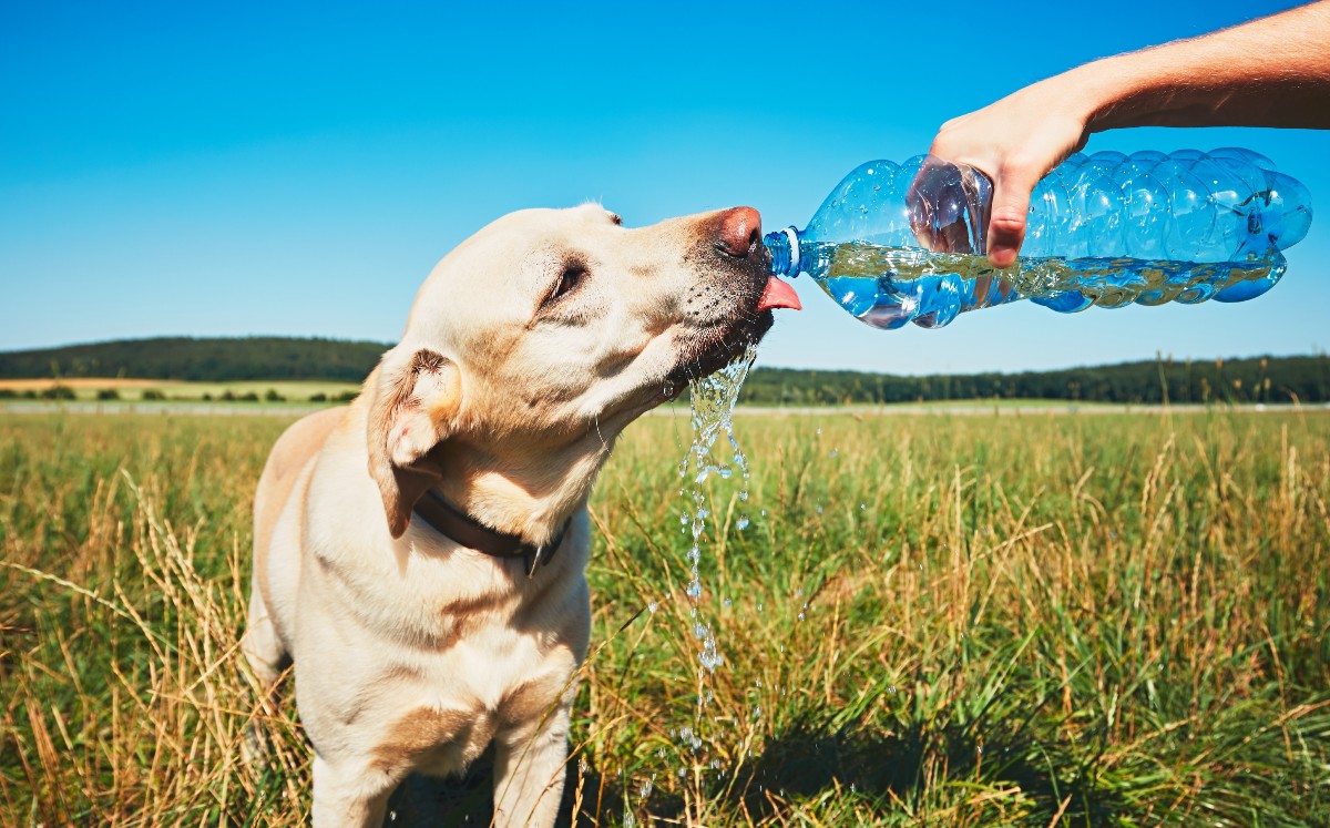 Si no es atendido, el golpe de calor puede causar la muerte a tu mascota | Shutterstock