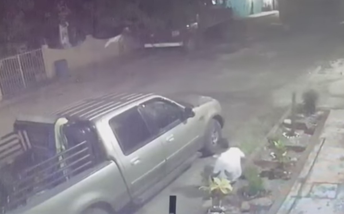 Plantas son robadas de casas en Altamira. (Anahy Meza)