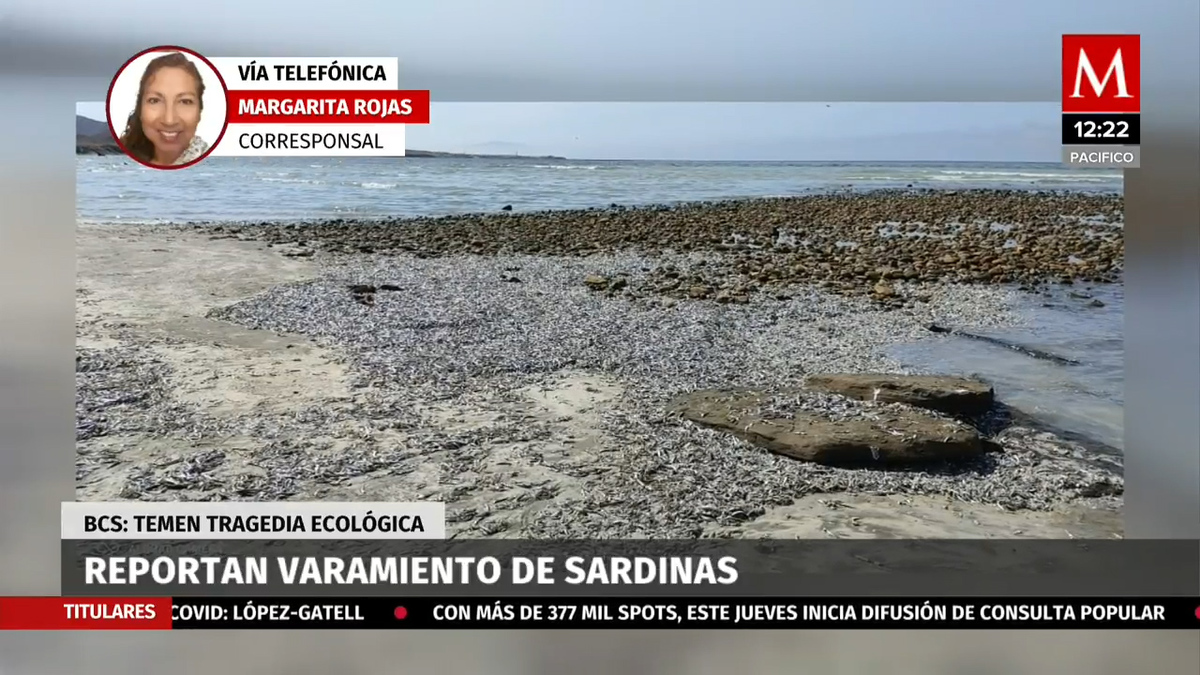 En BCS reportan varamiento de sardinas