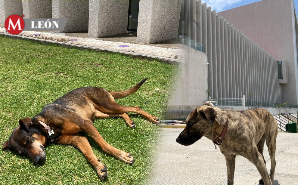 La primer perrita llegó cuando el congreso aún estaba en construcción
