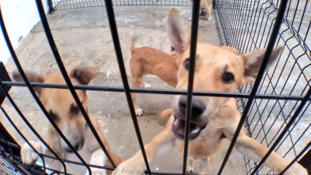 Con multas de hasta 17 mil pesos, aprueba Guanajuato Ley para proteger a animales domésticos