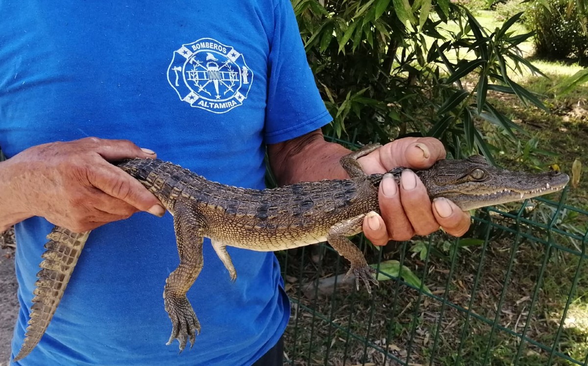 Cocodrilo nadaba en alberca en un fraccionamiento en Altamira. (Anahy Meza)
