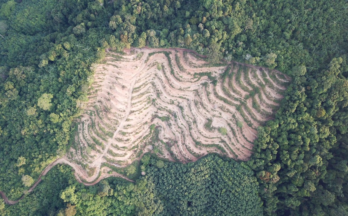 Deforestación, una de las principales razones (Shutterstock).