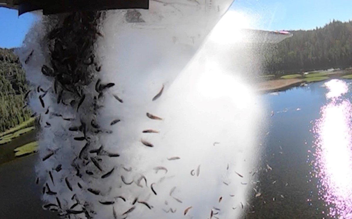 Los peces son liberados desde una avioneta a los lagos de Utah. | Reuters