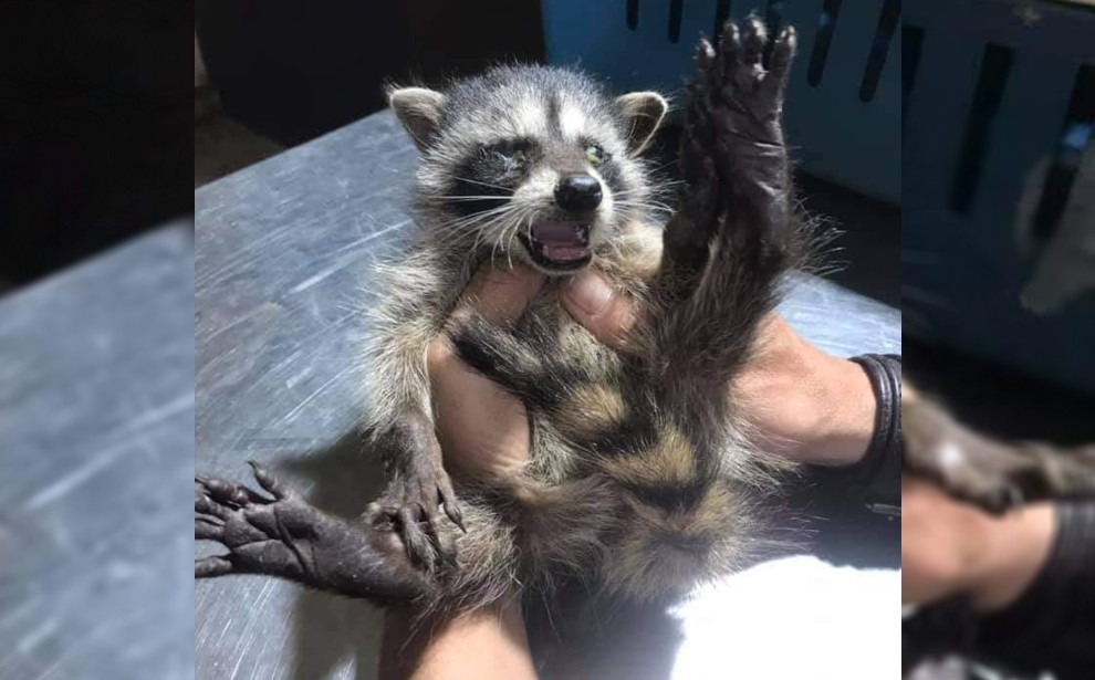 Rescatan a mapache bebé en Altamira; buscan quien la adopte. (Pablo Reyes)