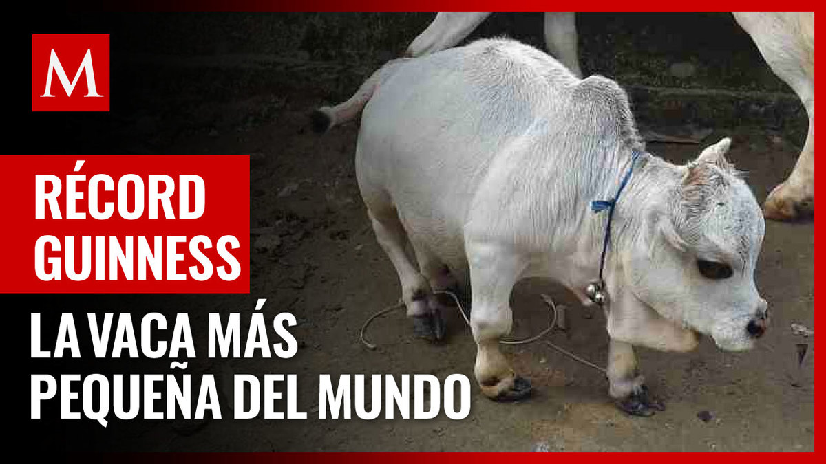 Bangladesh. Vaca más pequeña del mundo causa sensación