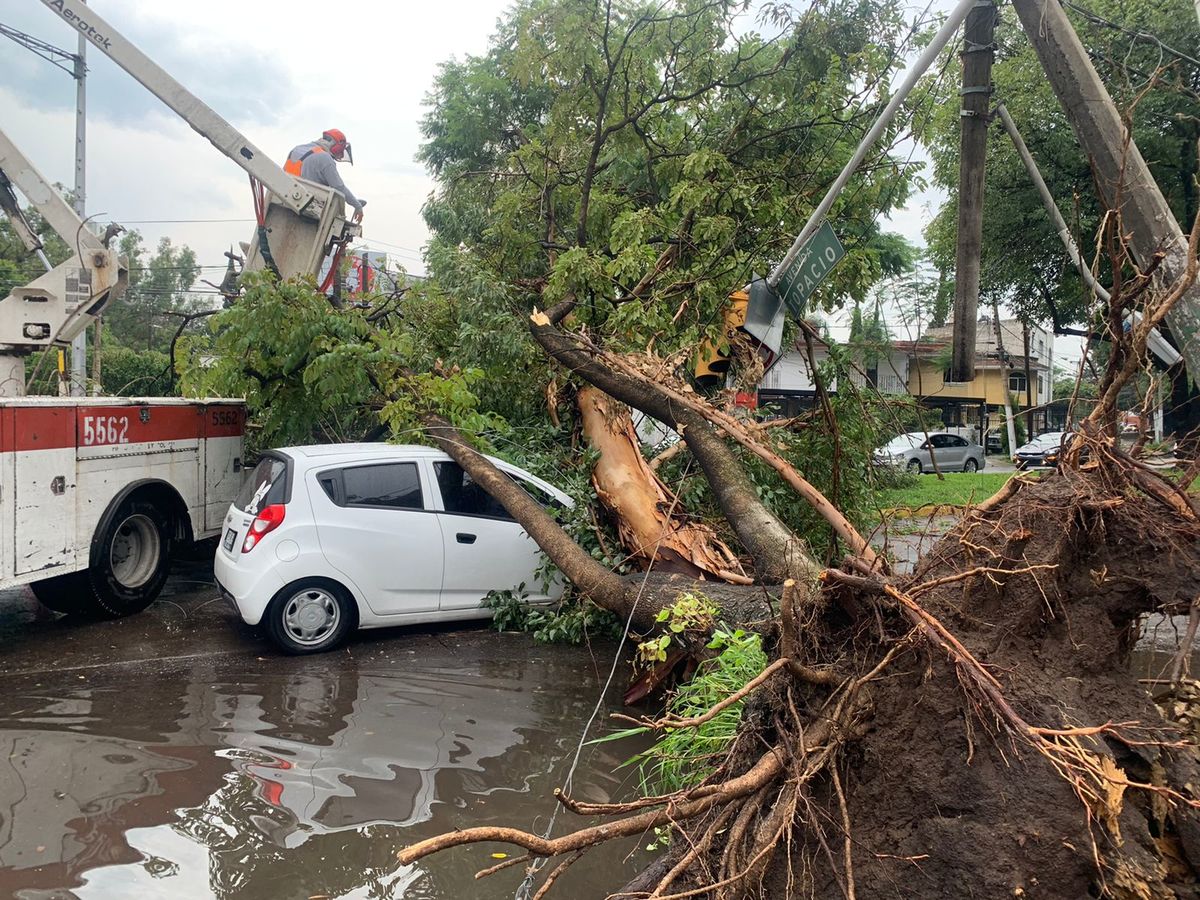 Cuatro árboles caídos tras lluvia en Guadalajara