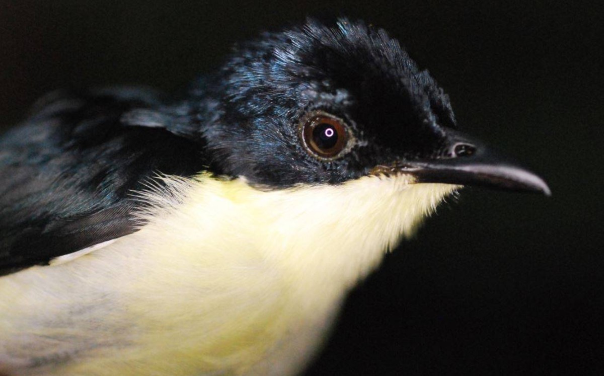 Descubren una nueva especie de ave en los bosques de Papúa (Especial)