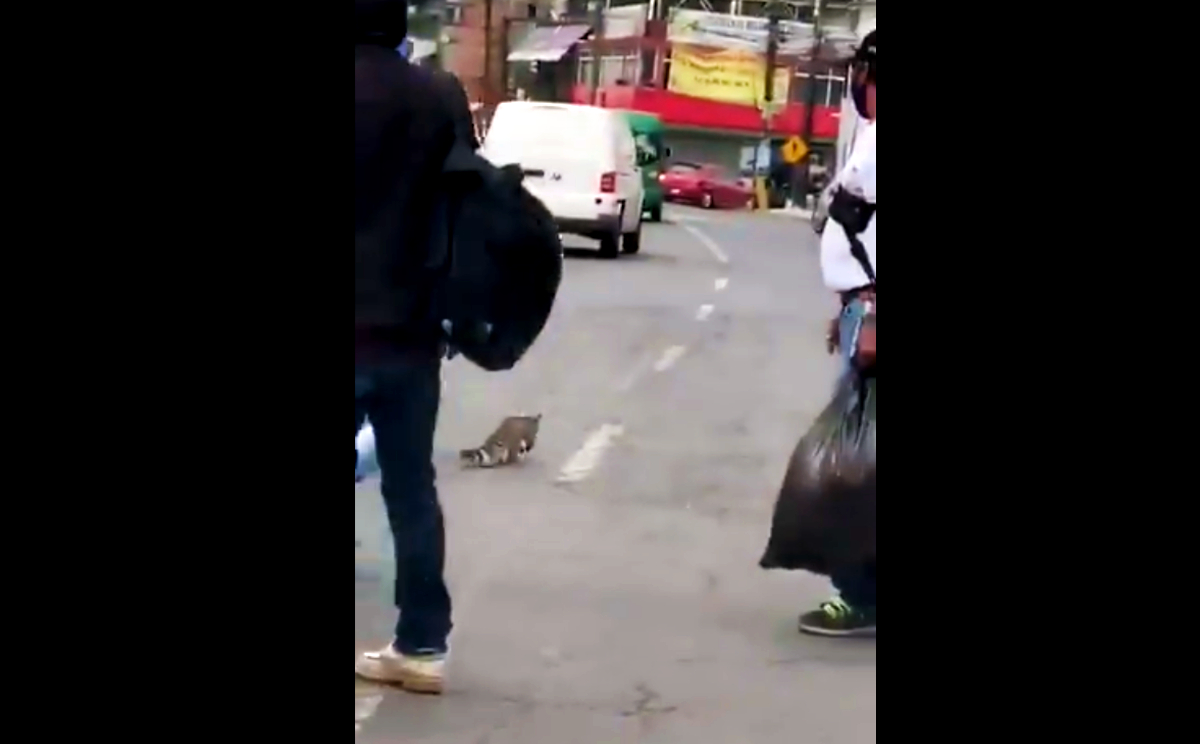 El mamífero se encontraba perdido en la avenida.