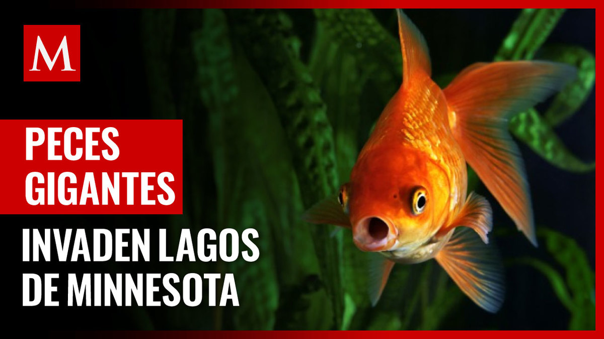 En Minnesota, aparecen decenas de peces dorados gigantes en lagos
