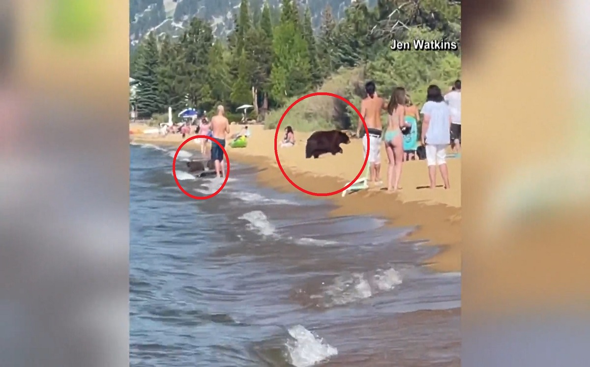 Los osos se refrescaron en South Lake Tahoe mientras los visitantes los miraban con sorpresa. (Twitter)
