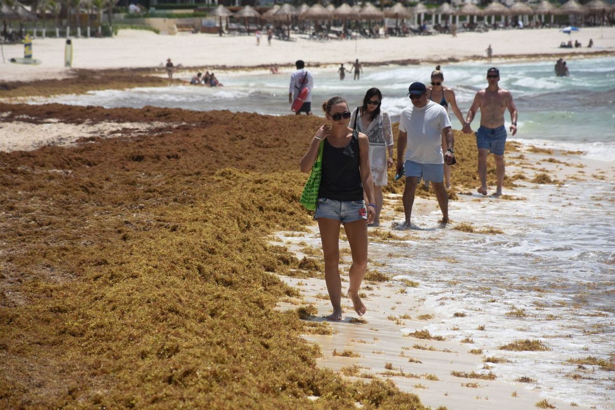 El sargazo llega a las costas de las playas de Quintana Roo | Cuartoscuro