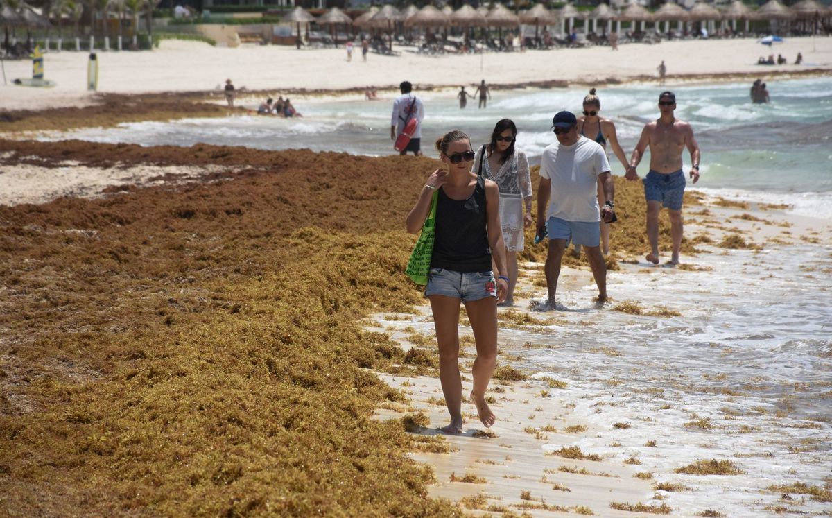 Playas de Quintana Roo sin sargazo al 14 de julio- Grupo Milenio
