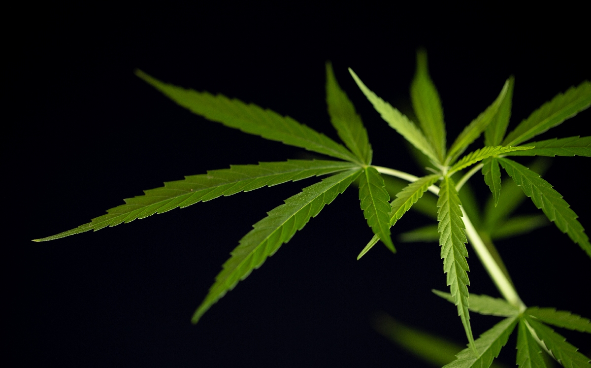 La Suprema Corte exhortó al Congreso de la Unión legislar sobre el tema de la mariguana. (Freepik)