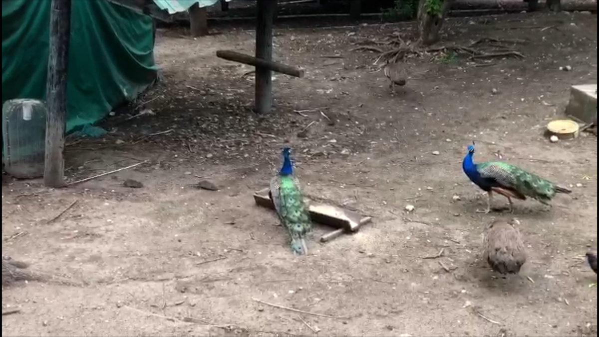 Captan plaga de ratas en parque La Pastora, en Guadalupe, Nuevo León