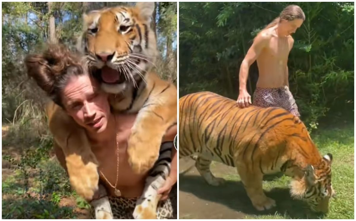 Joven carga a tigre y se hace viral (Captura)