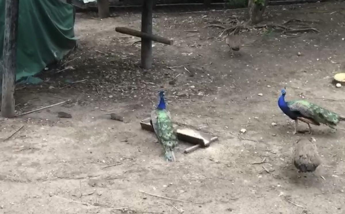 En el video se ve como uno a uno los ratones salen de debajo de un toldo. Foto: Especial