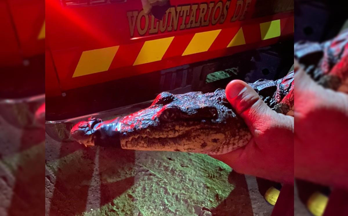 Cocodrilo capturado en Altamira. (Anahy Meza)