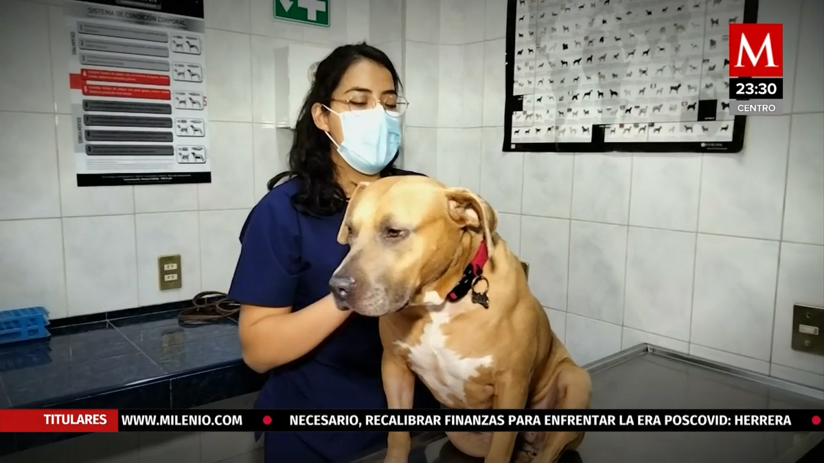 Medicina cannábica para mascotas