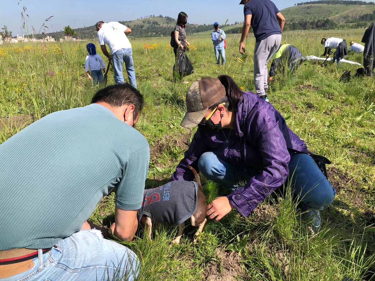 Reforestación ambiental.