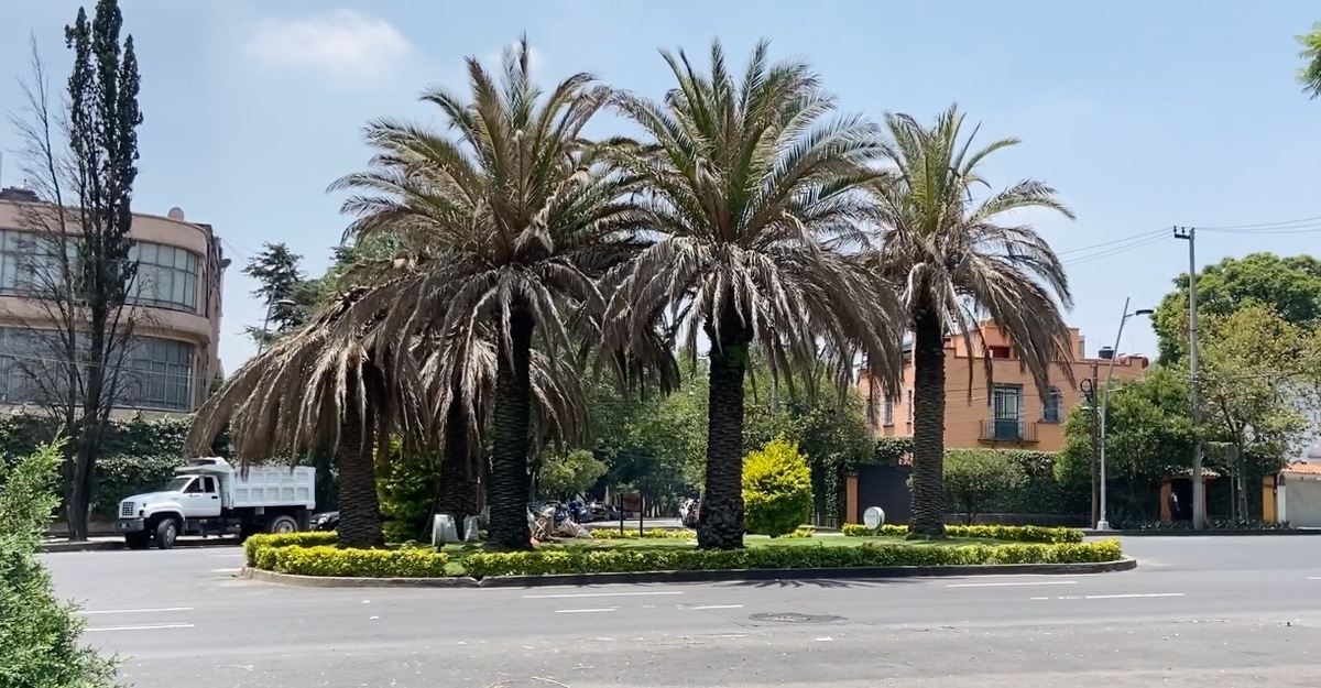Se han realizado reemplazos de Palmeras para detener las plagas | Especial