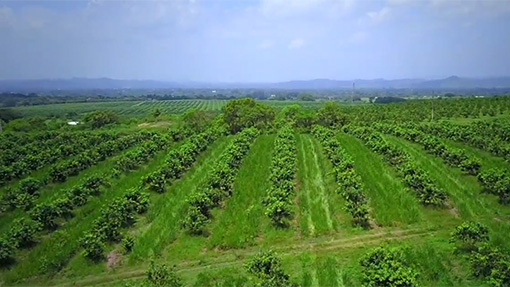 Exportación de cítricos mexicanos alcanzó 86.8 mdd