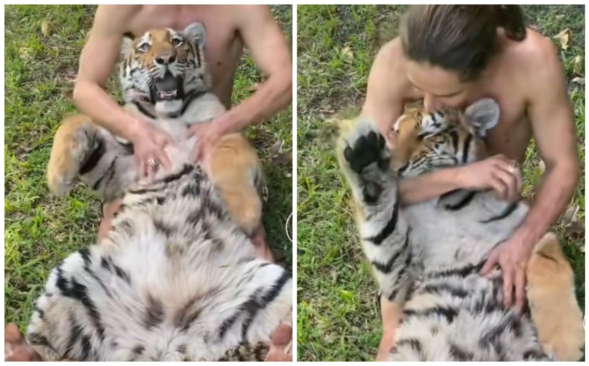Hombre hace cosquillas a tigre (Captura)
