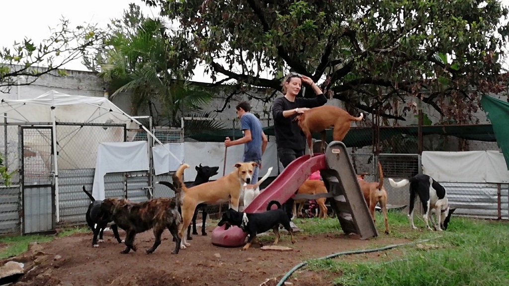En Jalisco hay bastantes casos de abandono de perros, señalan. (Karla Rodríguez)