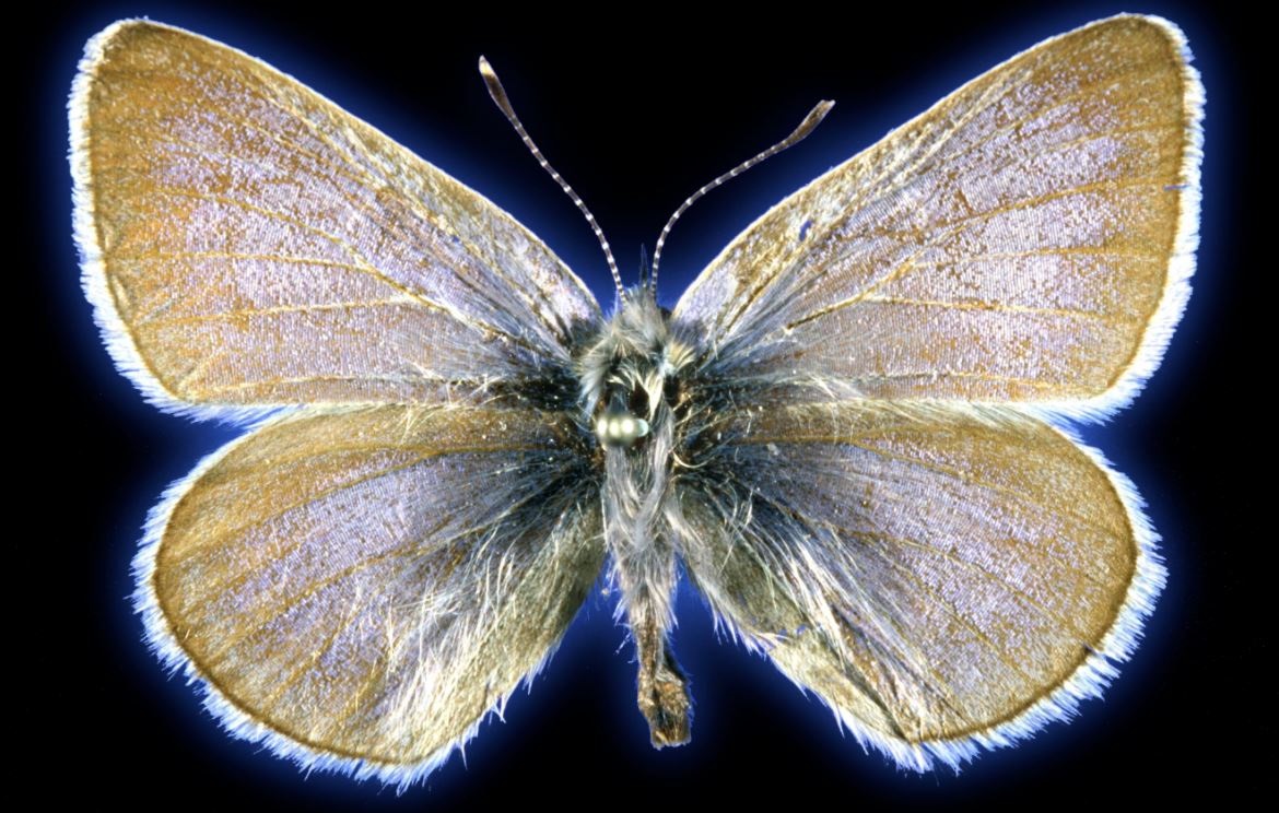 Mariposa Xerces (Fiel Museum)