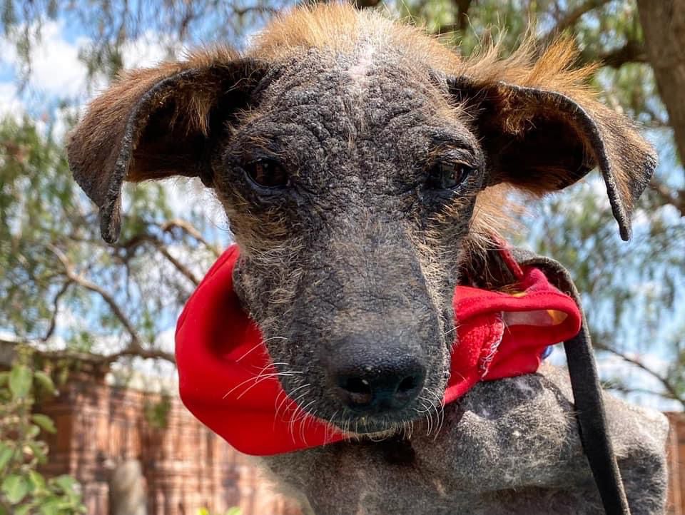 Perrito rescatado tras ser abandonado en Hidalgo. (Tomada de Facebook)