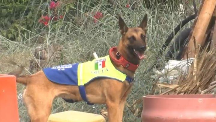 Perros rescatistas: héroes que salvan vidas en Nuevo León. Foto: Especial.