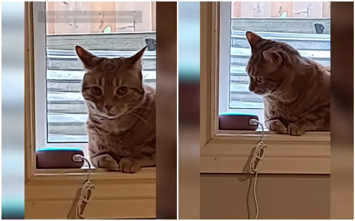 Gatita se asusta al escuchar ladrido de asistente virtual (Captura).