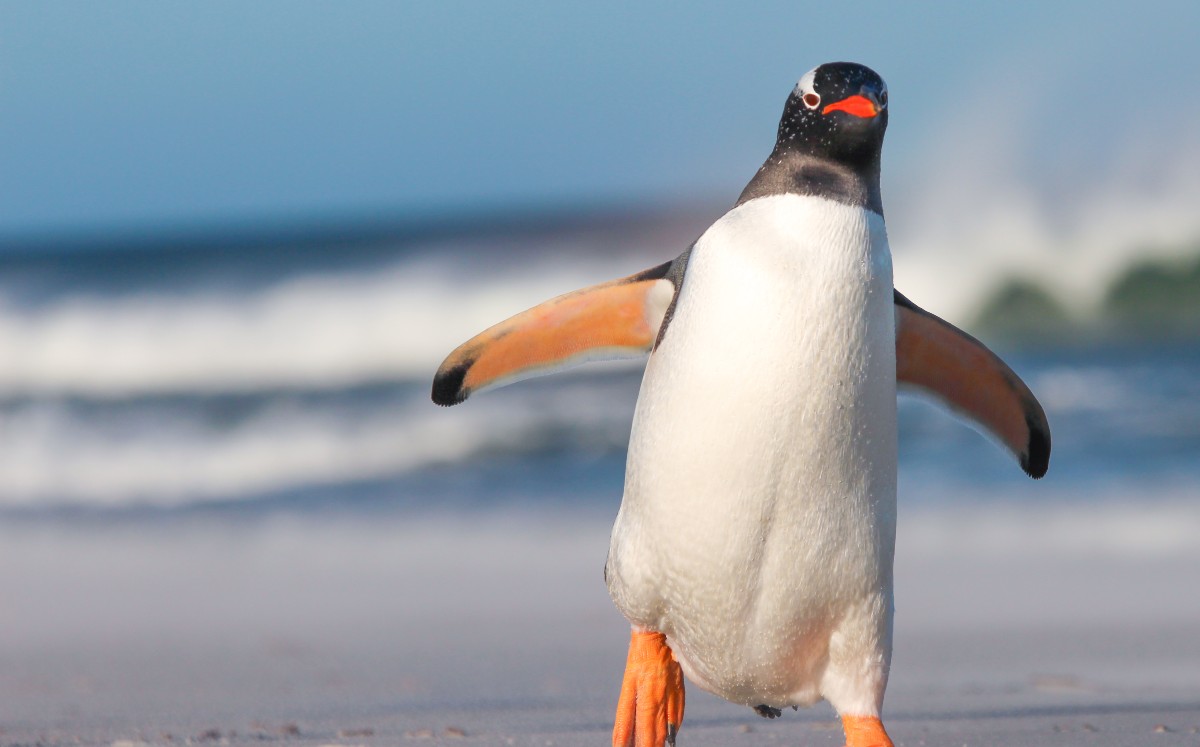 Hallan microplásticos en la dieta de los pingüinos de la Antártida. (shutterstock)