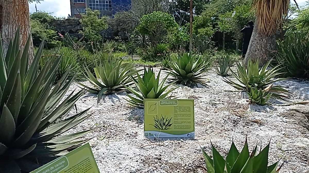 En Tehuacán crearán un clúster para la producción de agave | Especial
