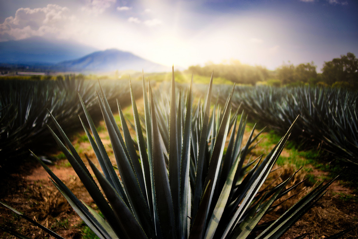 El agave planta que se usa para la fabricación del tequila (Cortesía)