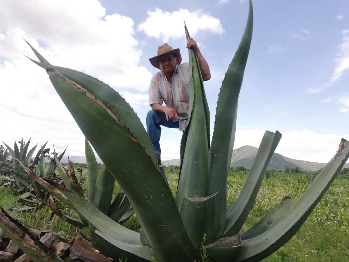 Mario maguey tlachiquero de Epazoyucan Hidalgo. (Aarón García)