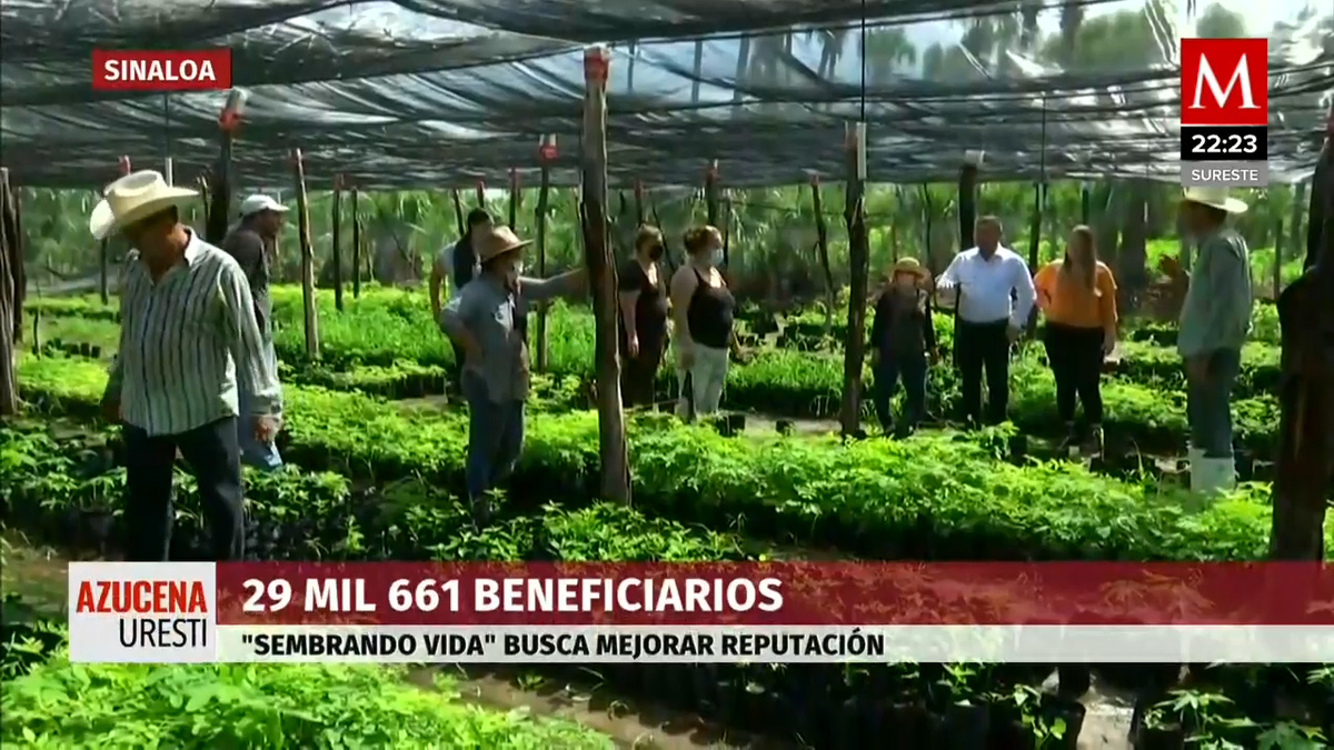 Miles de ciudadanos se han sumado al programa "Sembrando vidas" en Sinaloa