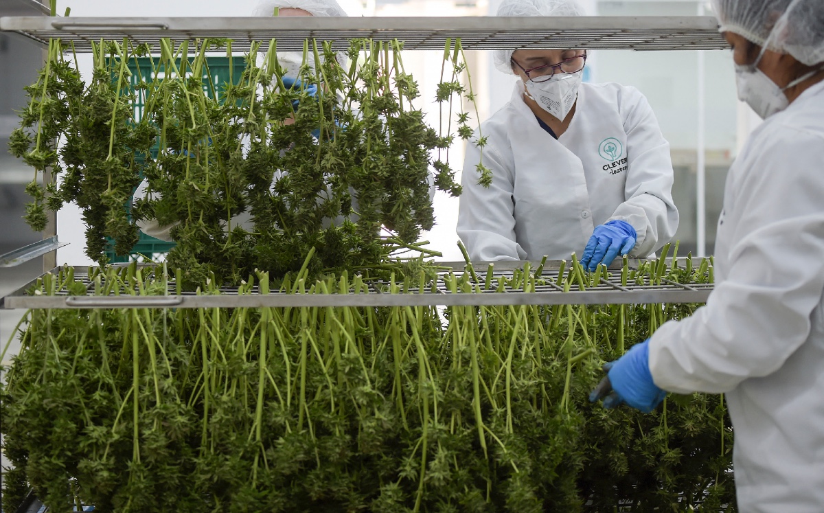 Hasta ahora solo estaba permitido exportar extractos de la planta, mas no sus flores. (AFP)