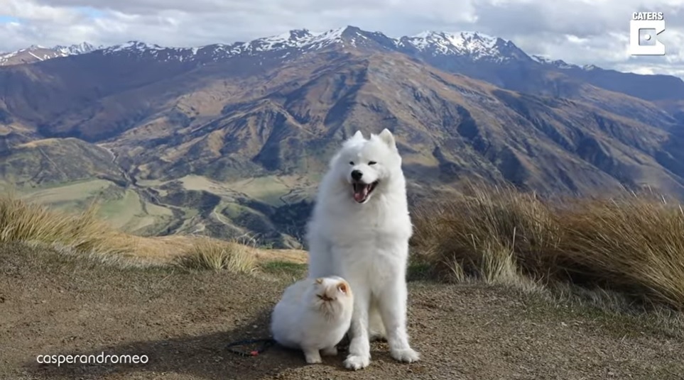 Perrito y gato sorprenden con su amistad (Captura)