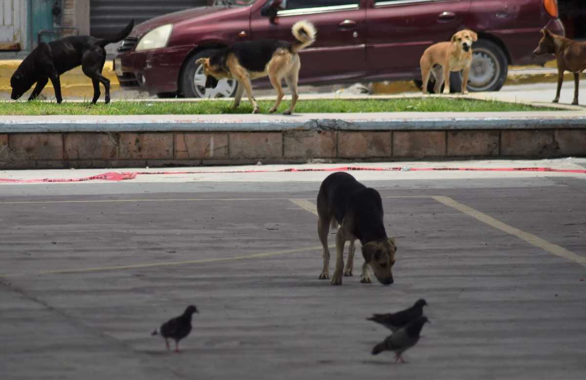Perros en situación de abandono social. (Francisco Villeda)