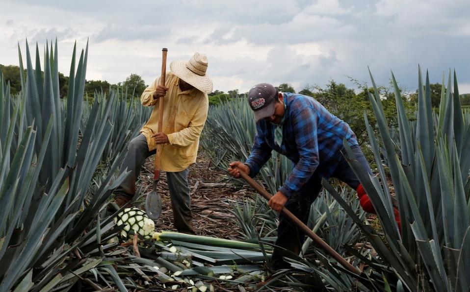 Estados Unidos es el primer país al que Guanajuato exporta mayor tequila.
