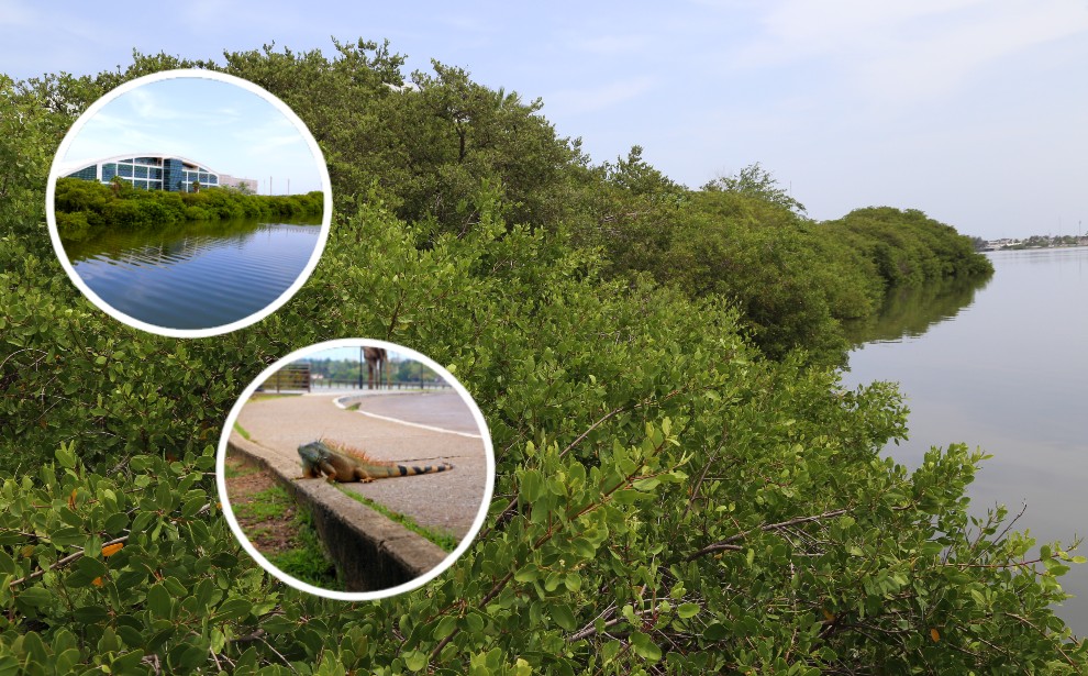 Manglar, sustento de flora y fauna. | Foto/Yazmín Sánchez