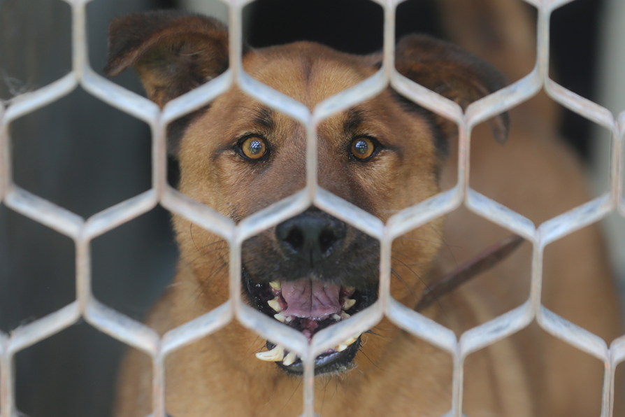 Protección Civil del STC se encarga de seguir un protocolo de rescate para trasladar a los perritos. | Jorge Carballo