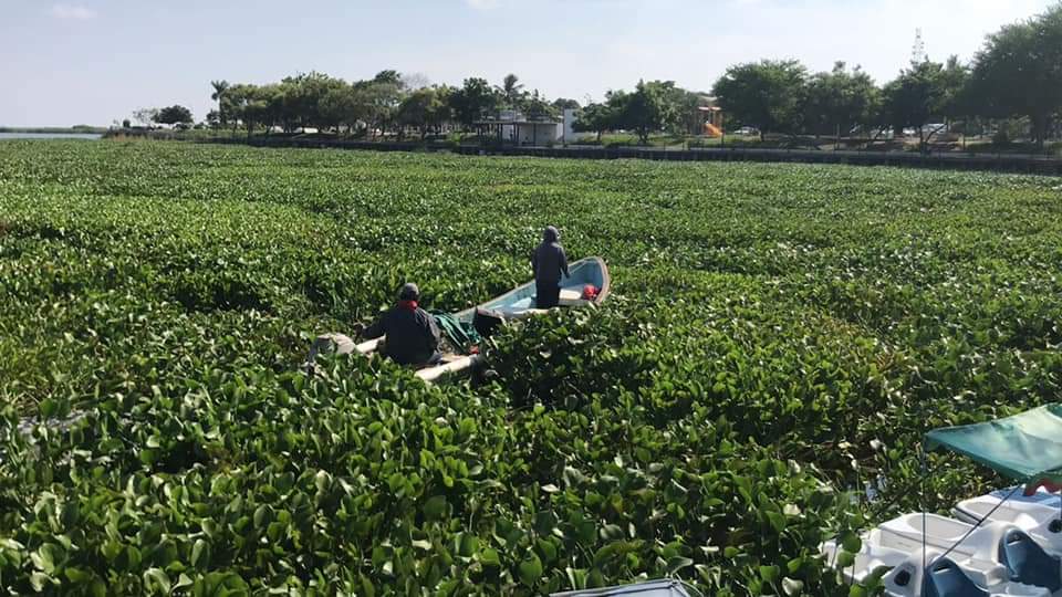 Lirio Acuático no deja trabajar a pescadores y paseos en lancha en pleno verano