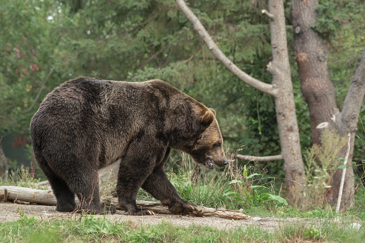 El oso regresaba cada noche a atacar al hombre en Alaska. (Freepik)