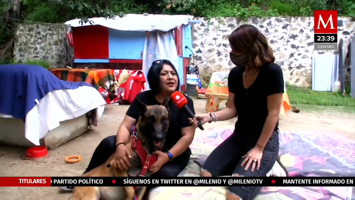 Día del Perro: Asociación busca concientizar sobre el abandono