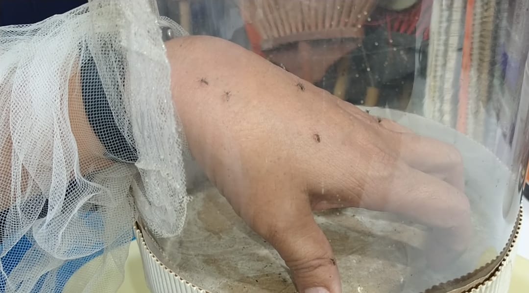 En Jalisco, en lo que va del 2021, se han confirmado 65 casos de dengue. (Especial)