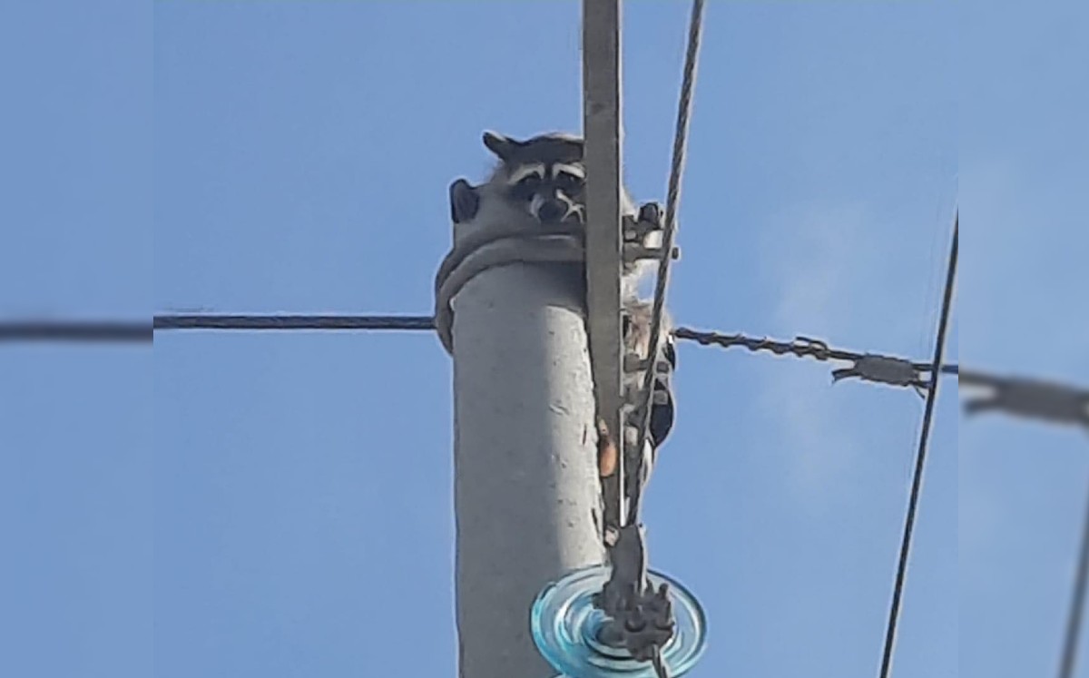 Mapache queda atrapado en lo alto de un poste de CFE en Reynosa. (Refugio Animal Reynosa)