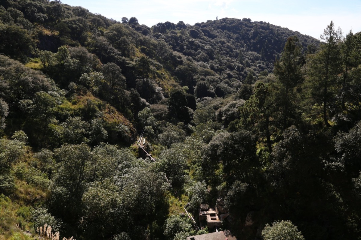 Plaga afecta a pinos en bosques de Hidalgo. (Jorge Sánchez)