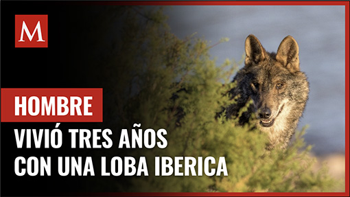 Hombre vivió con su 'perrita', que resultó ser una loba ibérica